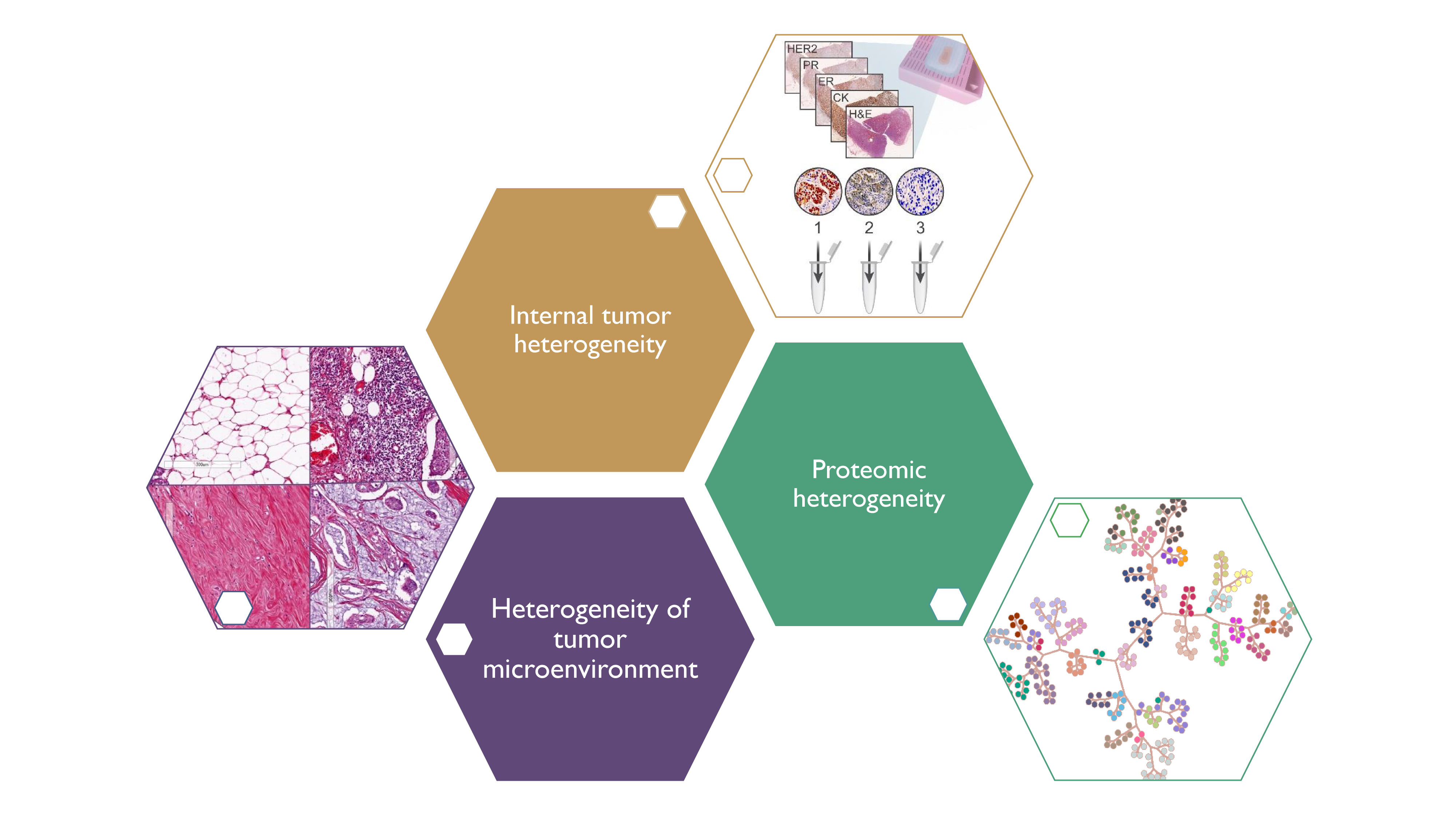 Cancer Heterogeneity Tami Geiger 1174